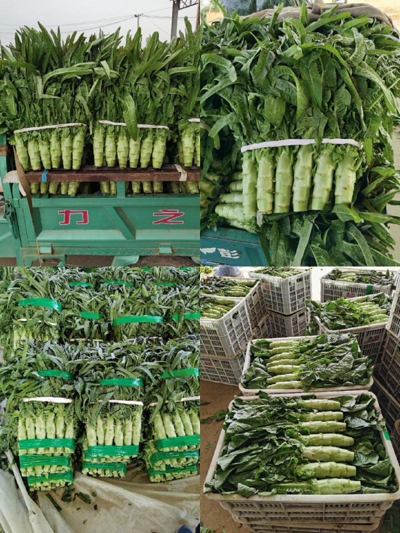 兰陵县精品莴笋大量上市中，无花，无抬，无空心，青皮青肉
