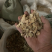 白芨云南白芨选用一手货源产地直供合作共赢专注品质