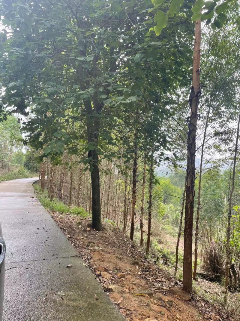 宫粉紫荊米径18到20公分出售