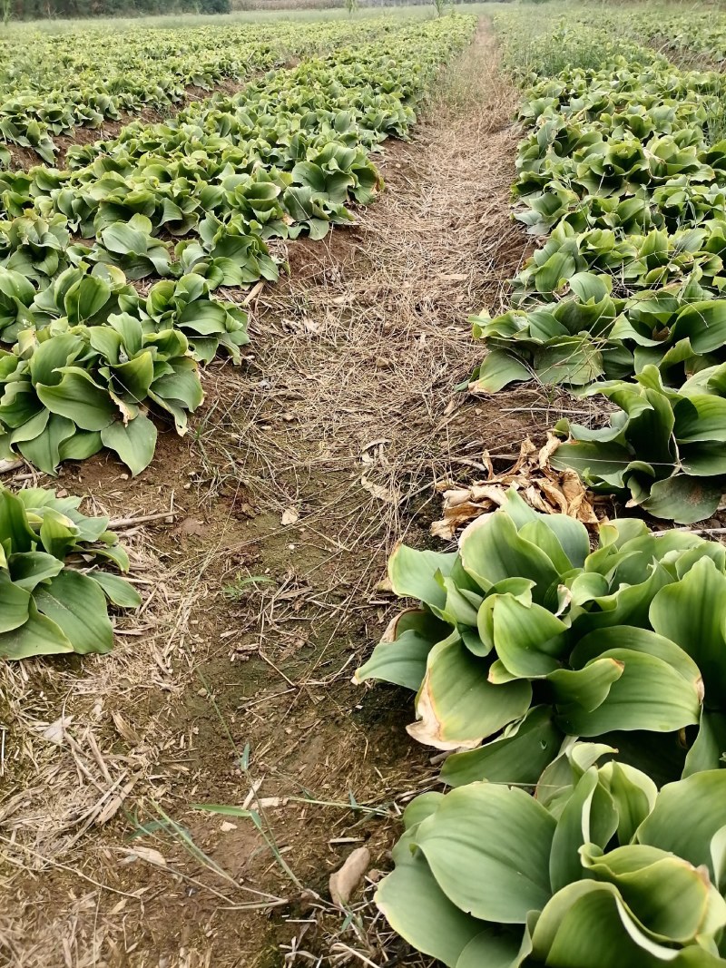 中药材，大沙姜，品种好，肉度厚，折干率高