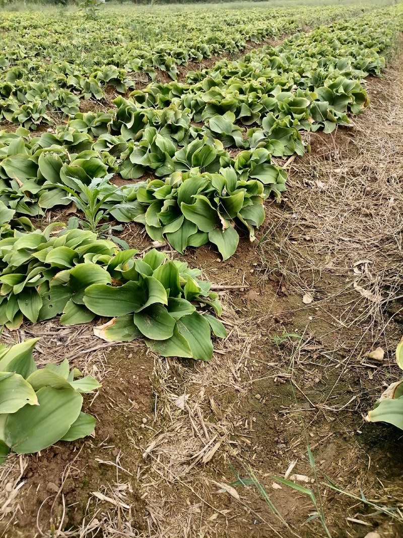 中药材，大沙姜，品种好，肉度厚，折干率高