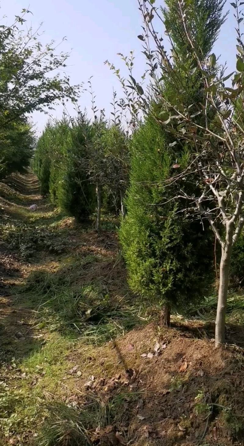 2米高蜀桧价格2米5蜀桧基地批发价格便宜