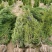 2米高蜀桧价格2米5蜀桧基地批发价格便宜