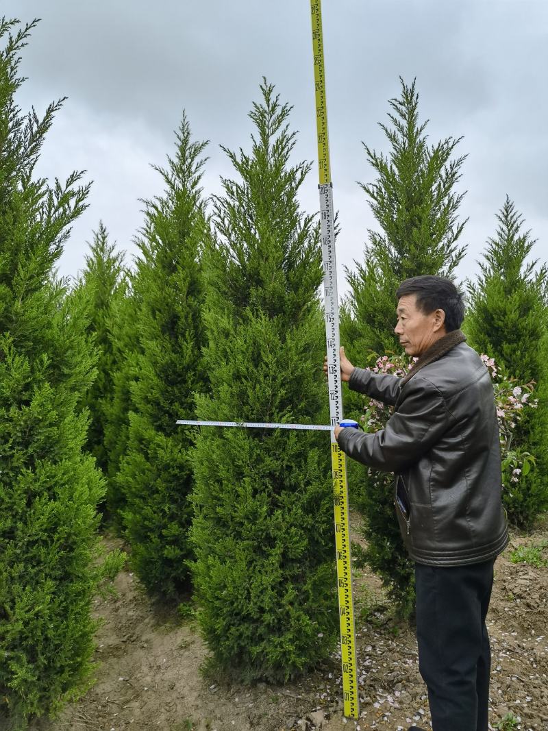 蜀桧（塔柏）清明扫墓用苗四季长青蜀桧价格便宜