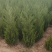 1米8蜀桧至2米蜀桧至2米2蜀桧价格大量现货出售