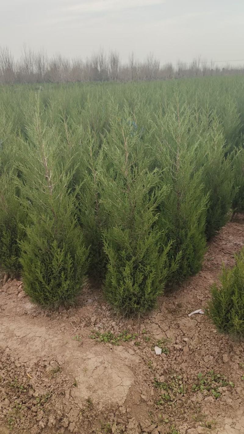 1米8蜀桧至2米蜀桧至2米2蜀桧价格大量现货出售