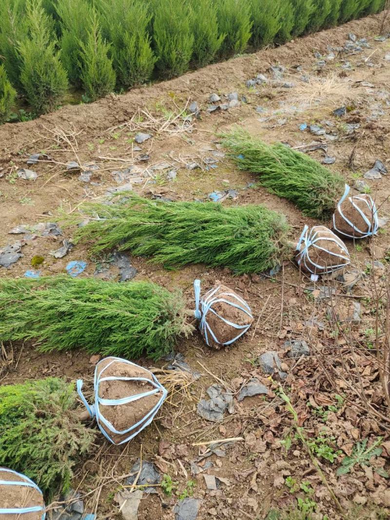 1米8蜀桧至2米蜀桧至2米2蜀桧价格大量现货出售