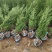 1米8蜀桧至2米蜀桧至2米2蜀桧价格大量现货出售