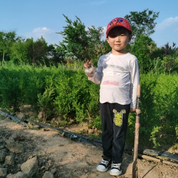 50公分塔柏苗价格60公分塔柏基地批发，量大优惠