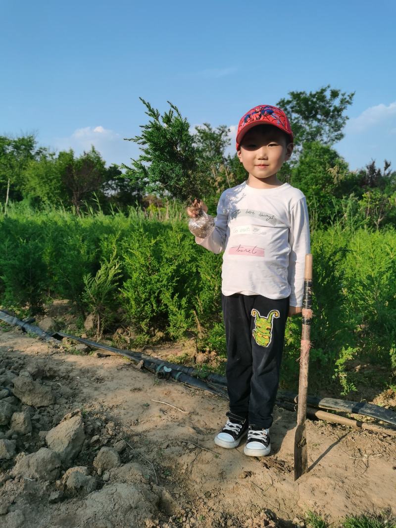 50公分塔柏苗价格60公分塔柏基地批发，量大优惠