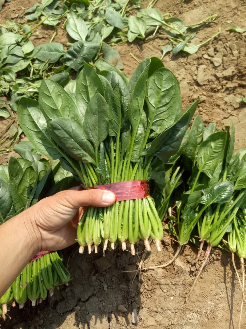 山东菠菜产地大量批发质量保证可视频实地看货质量保证