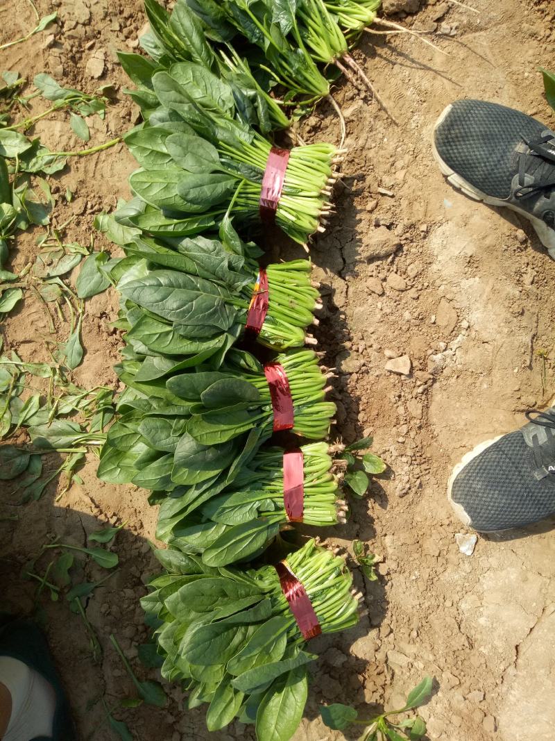 山东菠菜产地大量批发质量保证可视频实地看货质量保证