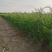 50公分蜀桧杯苗价格蜀桧基地大量批发出售