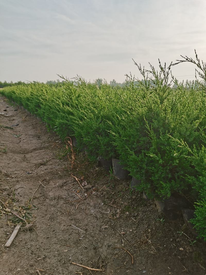 50公分蜀桧杯苗价格蜀桧基地大量批发出售