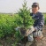 50公分蜀桧杯苗价格蜀桧基地大量批发出售
