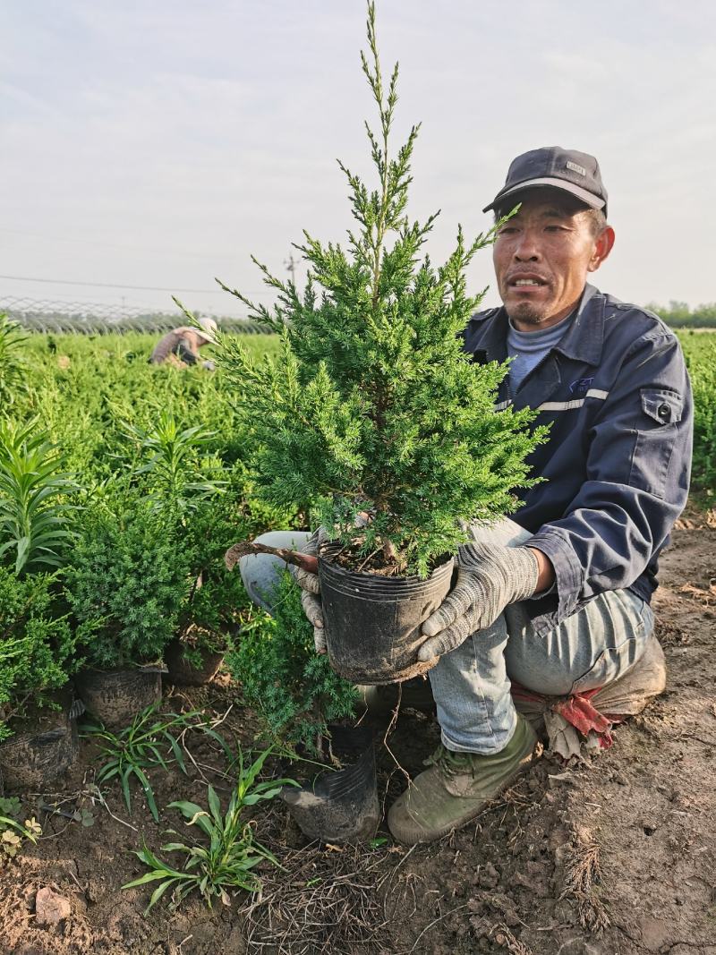 50公分蜀桧杯苗价格蜀桧基地大量批发出售