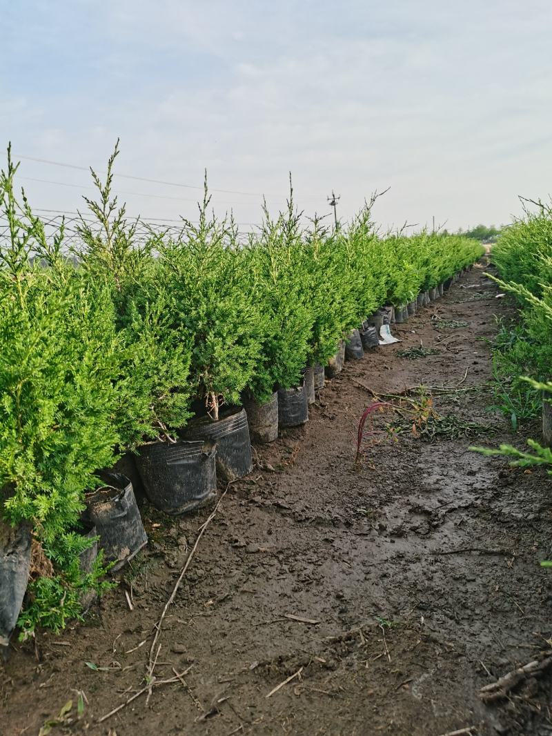 50公分蜀桧杯苗价格蜀桧基地大量批发出售