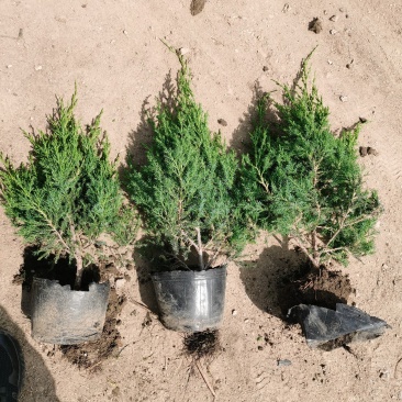 50公分蜀桧杯苗价格蜀桧基地大量批发出售