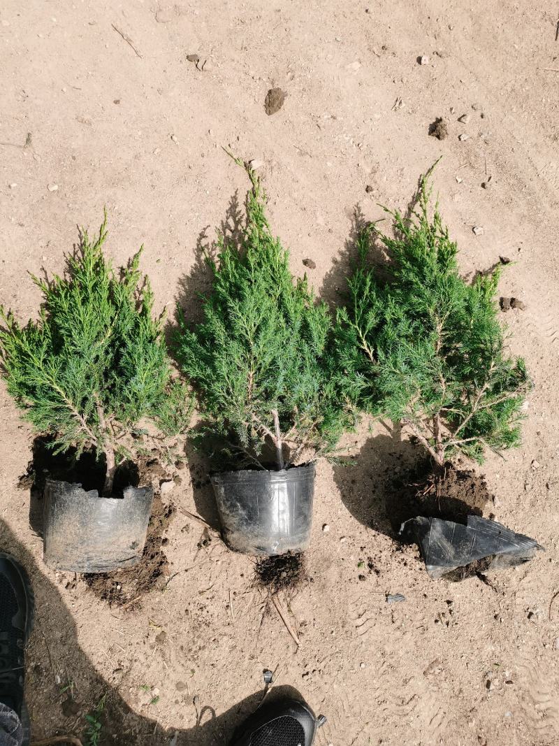 50公分蜀桧杯苗价格蜀桧基地大量批发出售