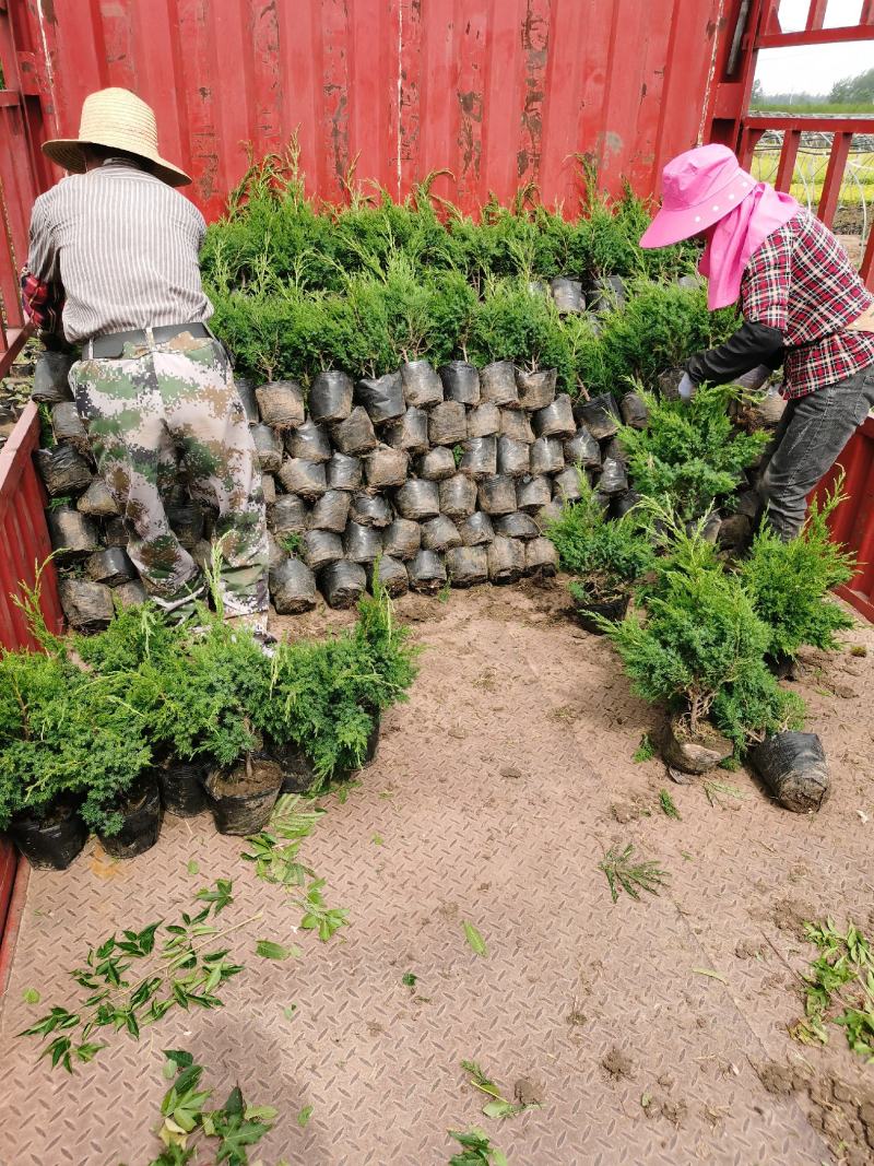 50公分蜀桧杯苗价格蜀桧基地大量批发出售