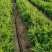 50公分蜀桧杯苗价格蜀桧基地大量批发出售