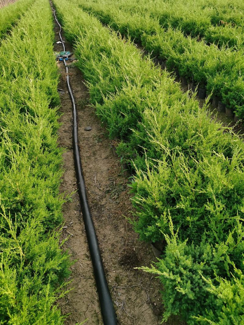 50公分蜀桧杯苗价格蜀桧基地大量批发出售
