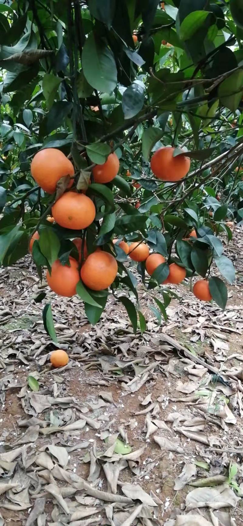 广西崇左沃柑，颜色鲜艳，果型漂亮，口感好