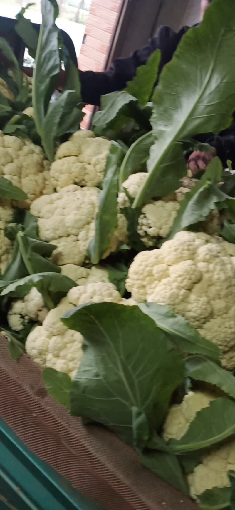 菜花1斤松散乳白