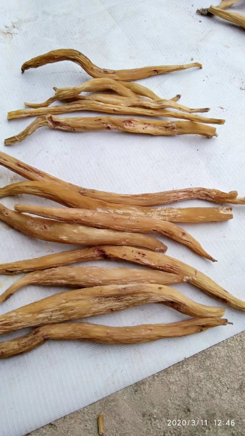 百部苗，红花品种，紫花品种均有，对叶大百部