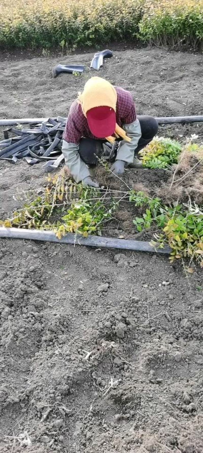 50公分金叶女贞价格金叶女贞基地批发价格