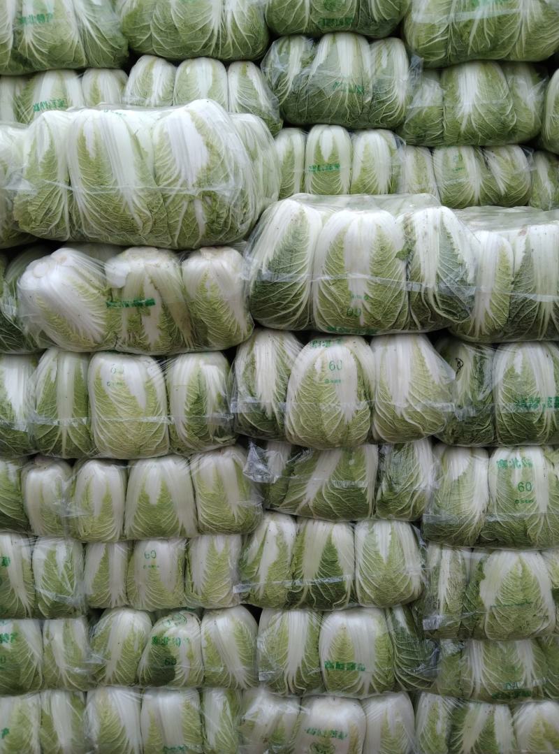 天门蔬菜种植基地黄心大白菜大量供应中