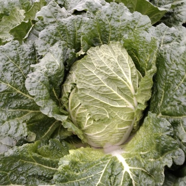 天门蔬菜种植基地黄心大白菜大量供应中