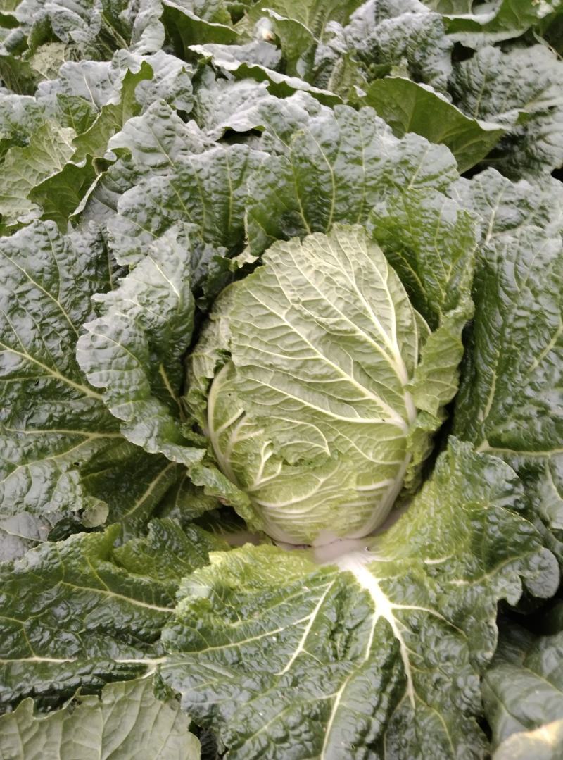 天门蔬菜种植基地黄心大白菜大量供应中
