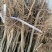 花椒苗2年苗大红袍花椒苗嫁接无刺花椒苗包邮