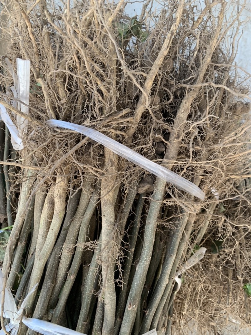 花椒苗2年苗大红袍花椒苗嫁接无刺花椒苗包邮
