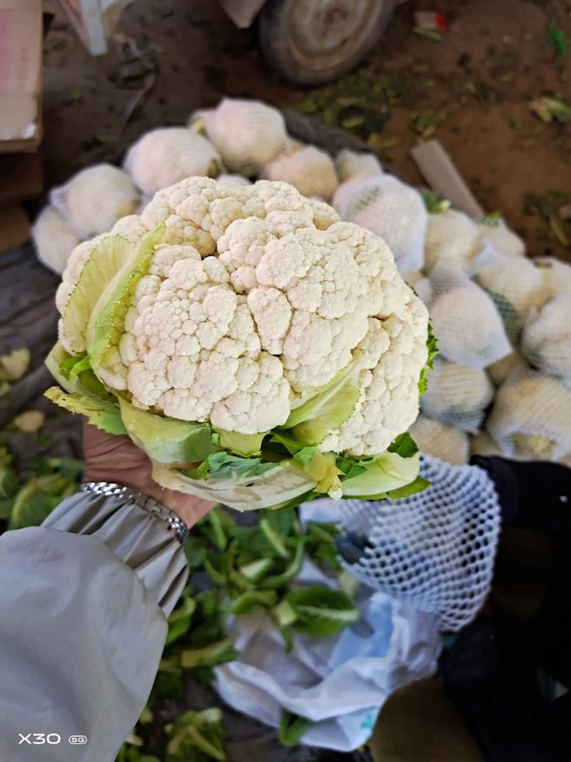 【推荐】雪宝菜花，可视频看货，河北邯郸产地直供全国各地