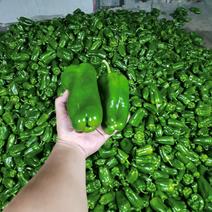 青椒（太空椒）辽宁精品太空椒大量上市一手货源保证新鲜