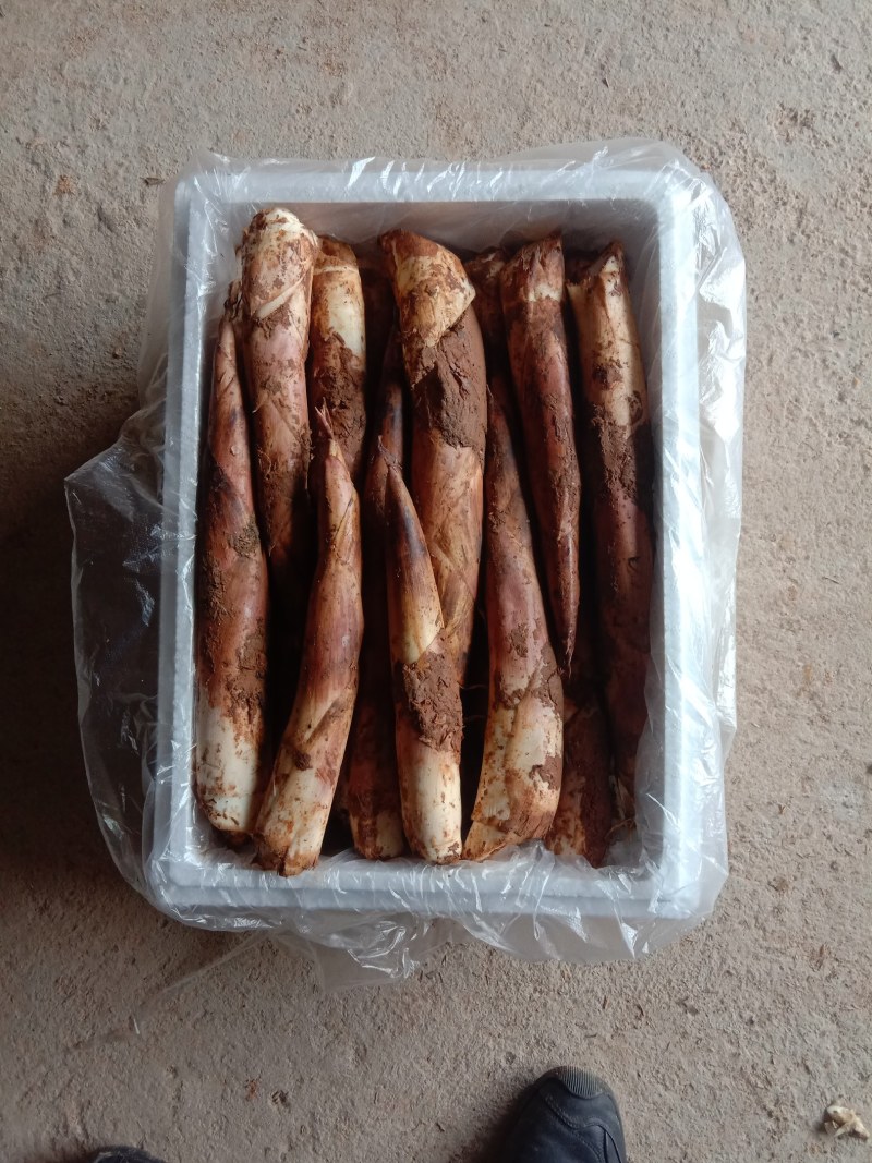江西红泥雷笋，产地直销现挖现发，新鲜好货欢迎选购