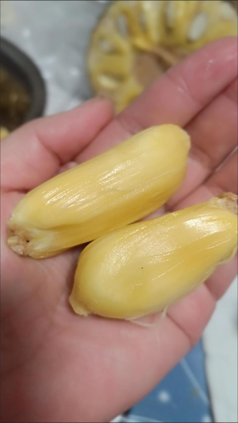海南菠萝蜜新鲜热带水果应当季三亚黄肉菠萝蜜木菠萝整个现摘