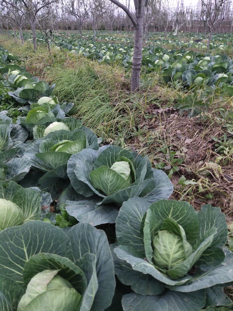 大荔县甘蓝(又叫莲花白、卷心菜)产地直销正在热卖中