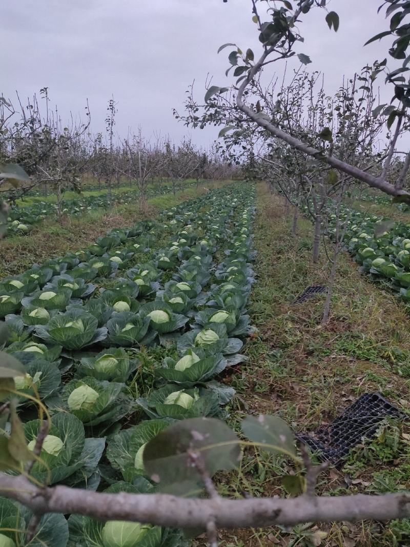 大荔县甘蓝(又叫莲花白、卷心菜)产地直销正在热卖中