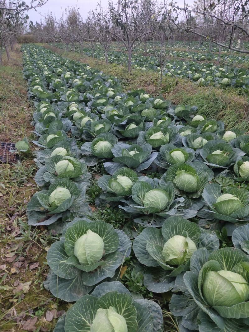 大荔县甘蓝(又叫莲花白、卷心菜)产地直销正在热卖中