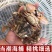 新鲜石头蟹鲜活赤甲红蟹石蟹梭子蟹水产红膏蟹青蟹花盖蟹