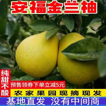 正宗安福金兰柚安福蚕子蜜柚井冈冰糖柚非沙田柚葡萄柚