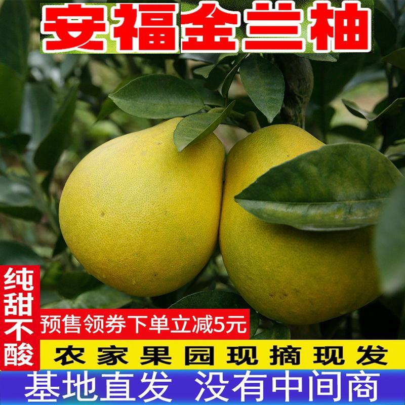正宗安福金兰柚安福蚕子蜜柚井冈冰糖柚非沙田柚葡萄柚