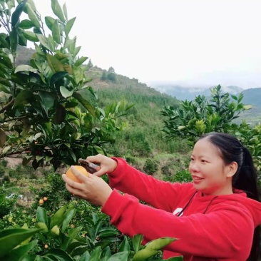 赣南脐橙，大量接受订园，皮薄肉厚，爆汁口感好