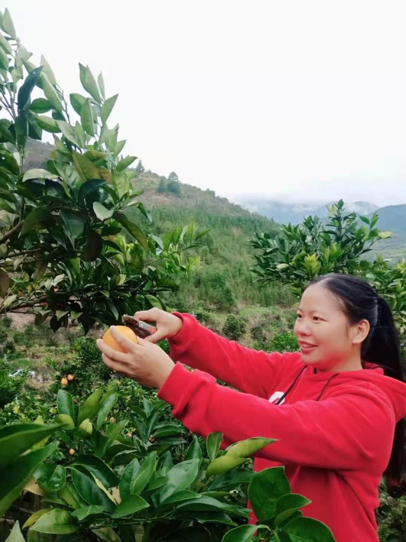 赣南脐橙，大量接受订园，皮薄肉厚，爆汁口感好