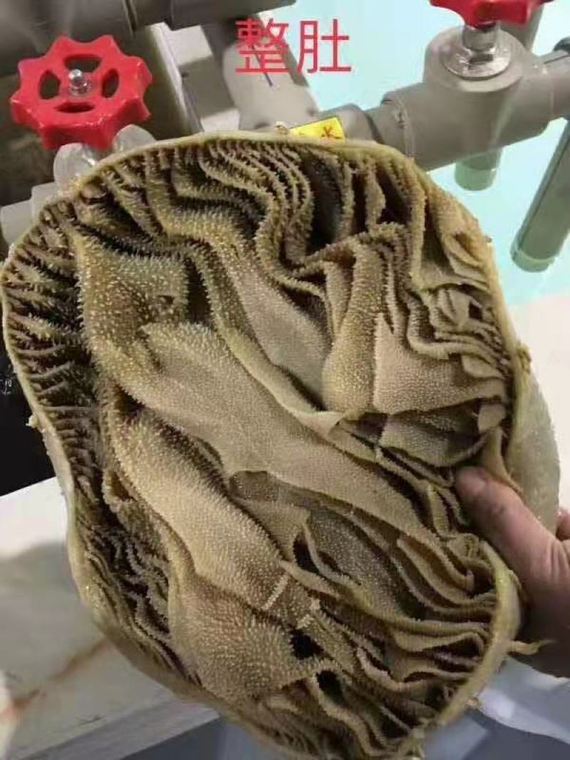 毛肚，整个黑毛肚，实拍图片，一手货源，全国冷链发货