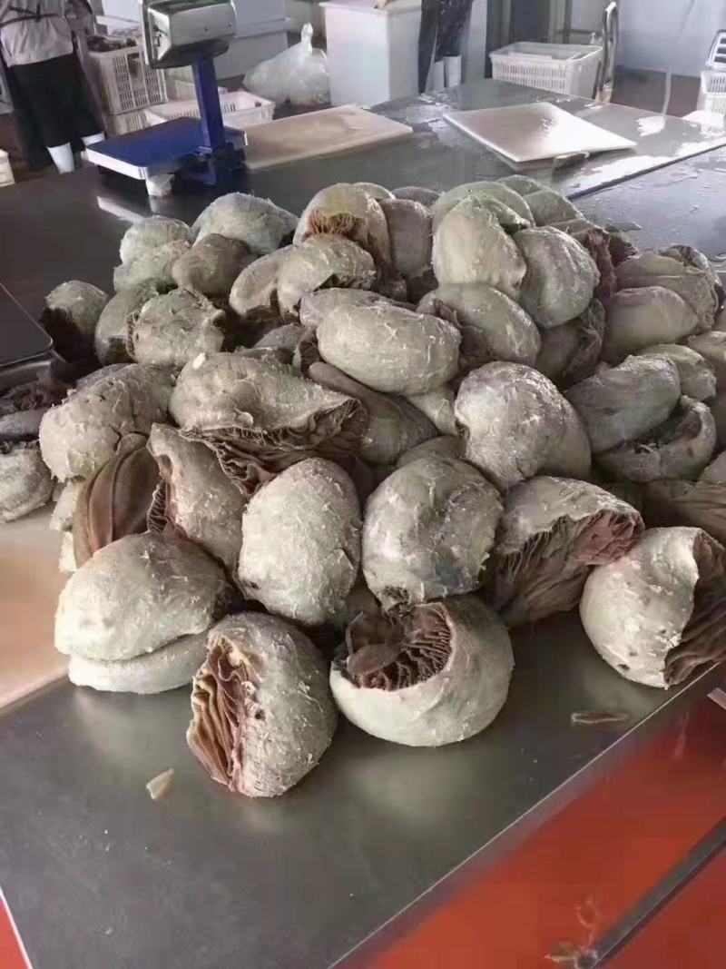 毛肚，整个黑毛肚，实拍图片，一手货源，全国冷链发货