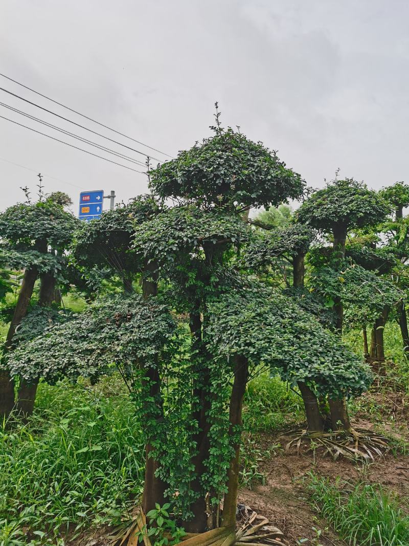 白蜡高230cm冠幅180cm对接白蜡价格基地批发